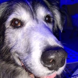 Meet your Posher, Molly